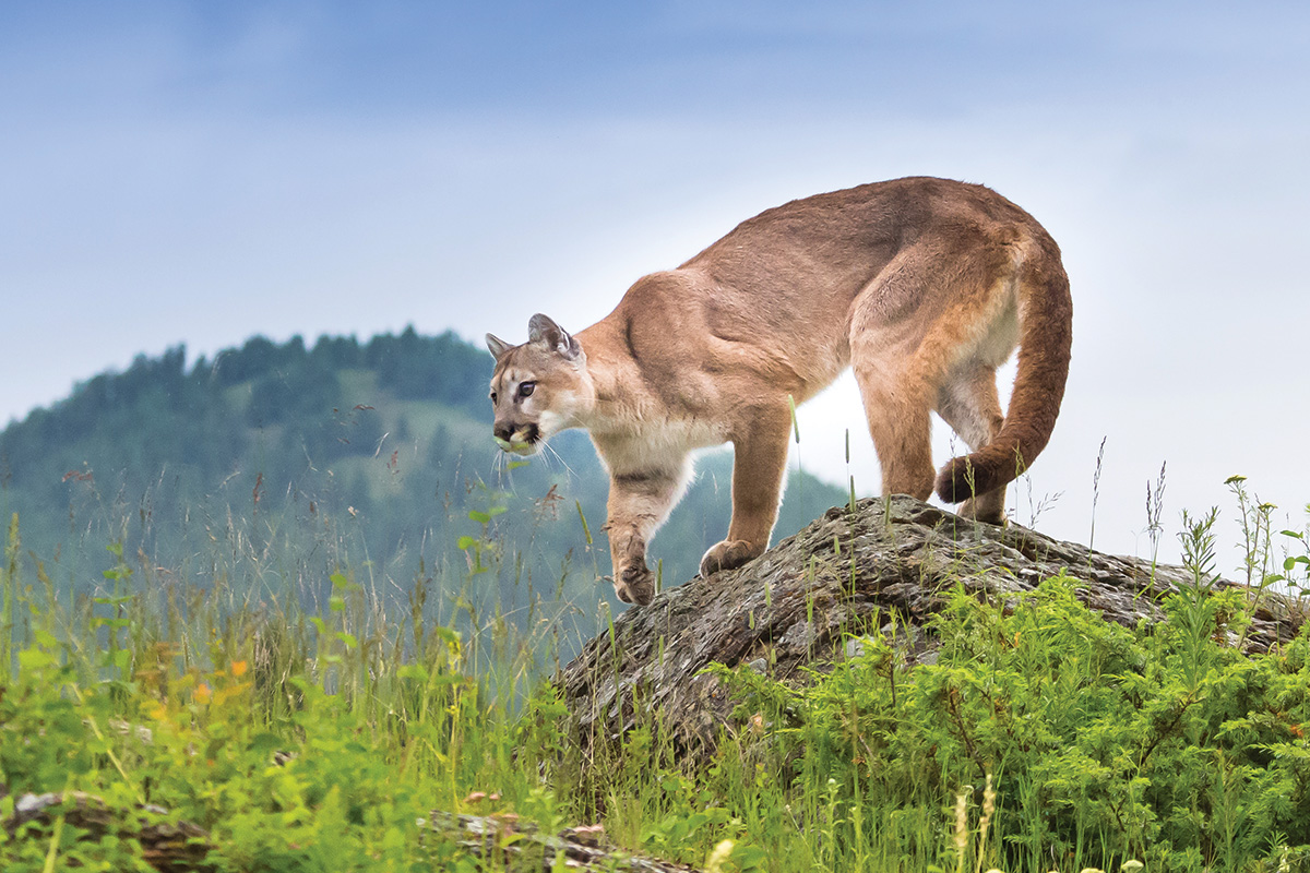 A mountain lion climbing a rock. It's crucial to practice wildlife safety principles during a trail riding encounter of a mountain lion.
