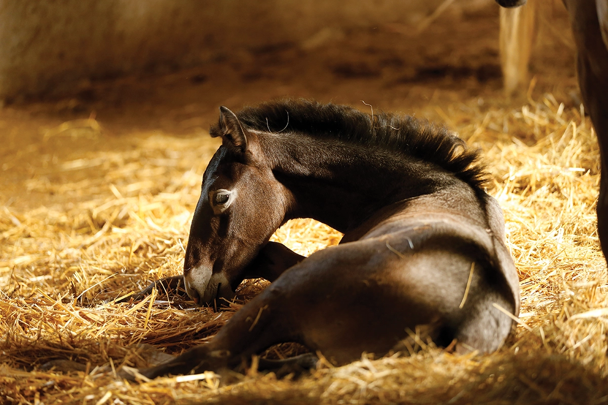 A foal in the straw.