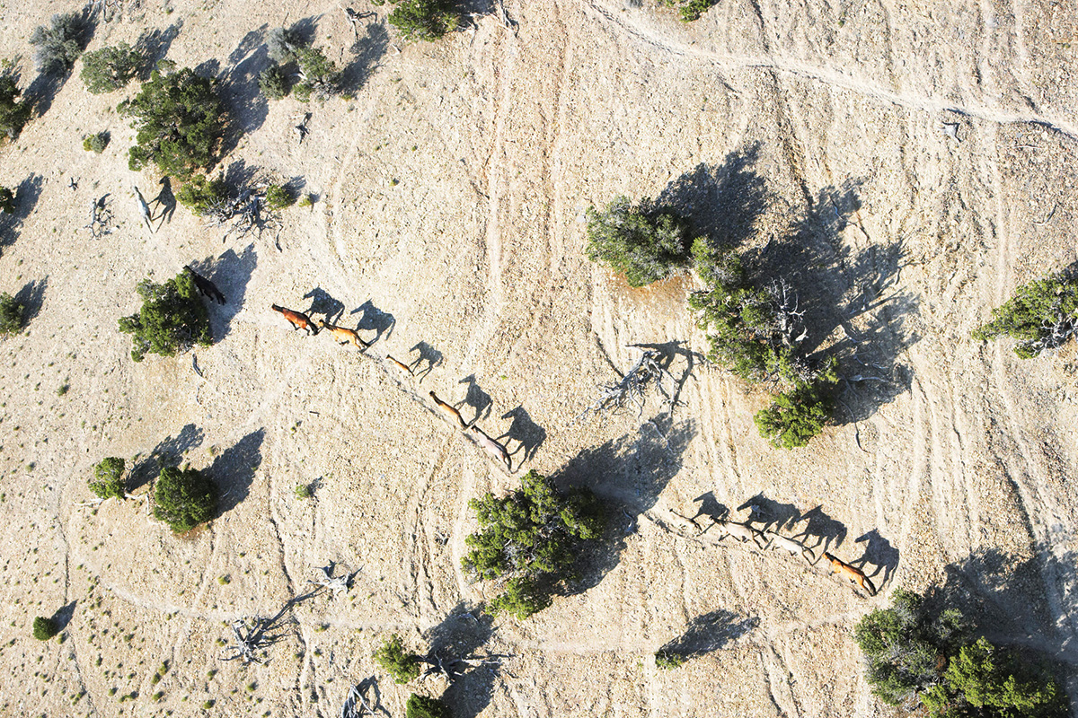 An overhead shot of the BLM helping population control of wild horses