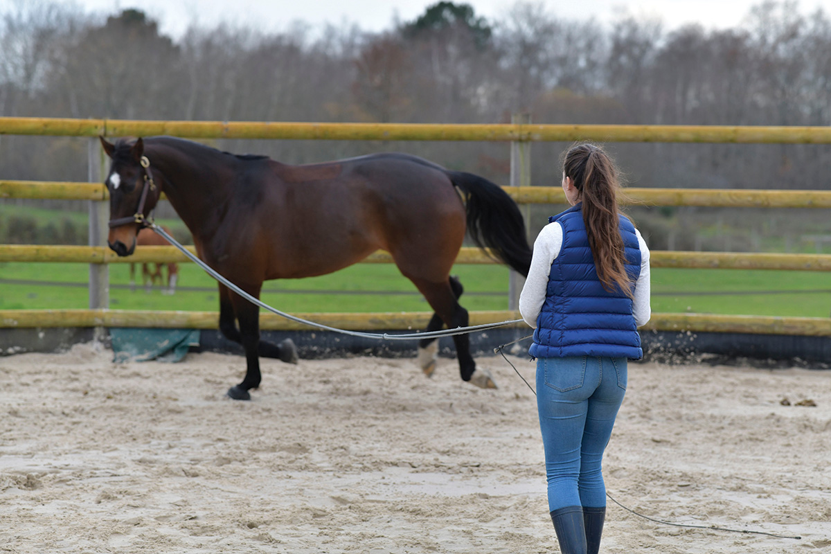 An equestrian longeing a young horse. Proper nutrition when beginning to train horses.