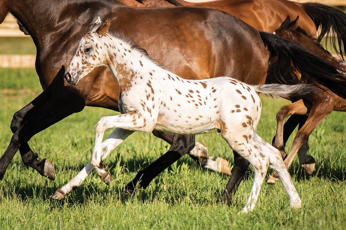 A galloping Knabstrupper foal