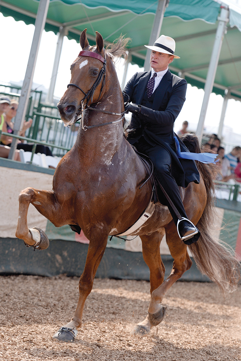 Kressley showing his Saddlebred CH Fight Night