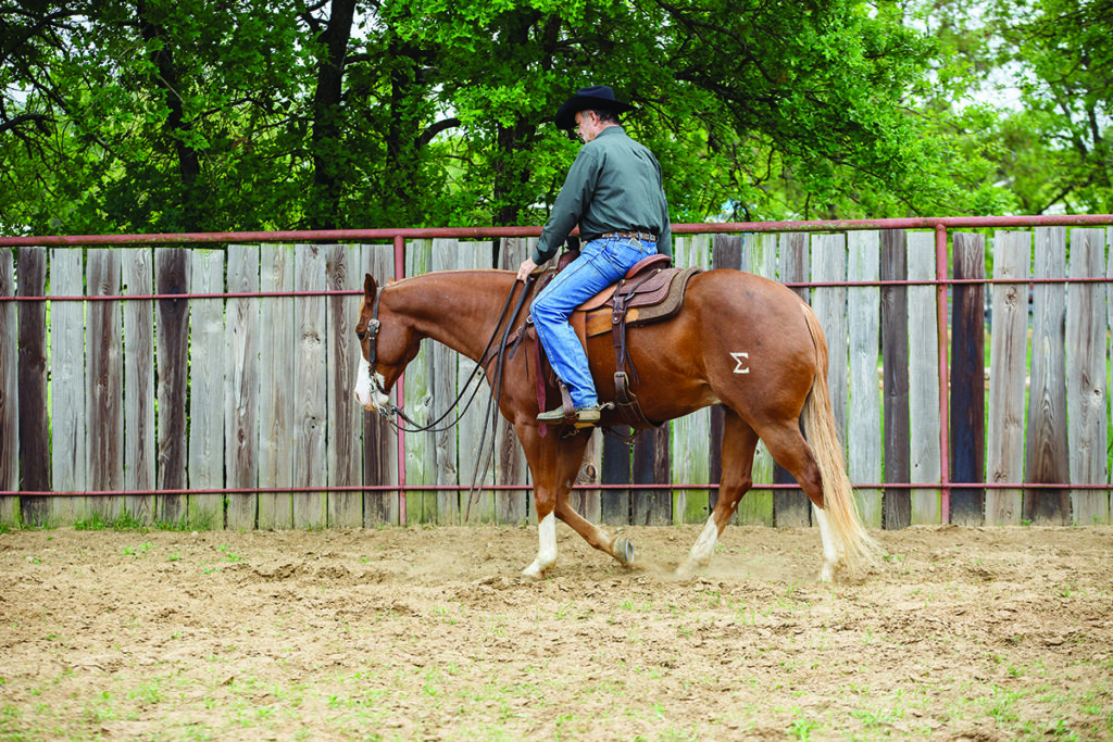 ranch riding downward transitions