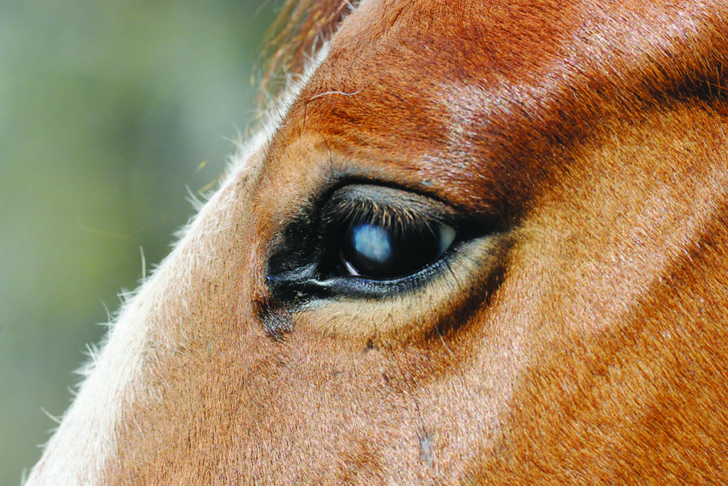 equine eye ulcer