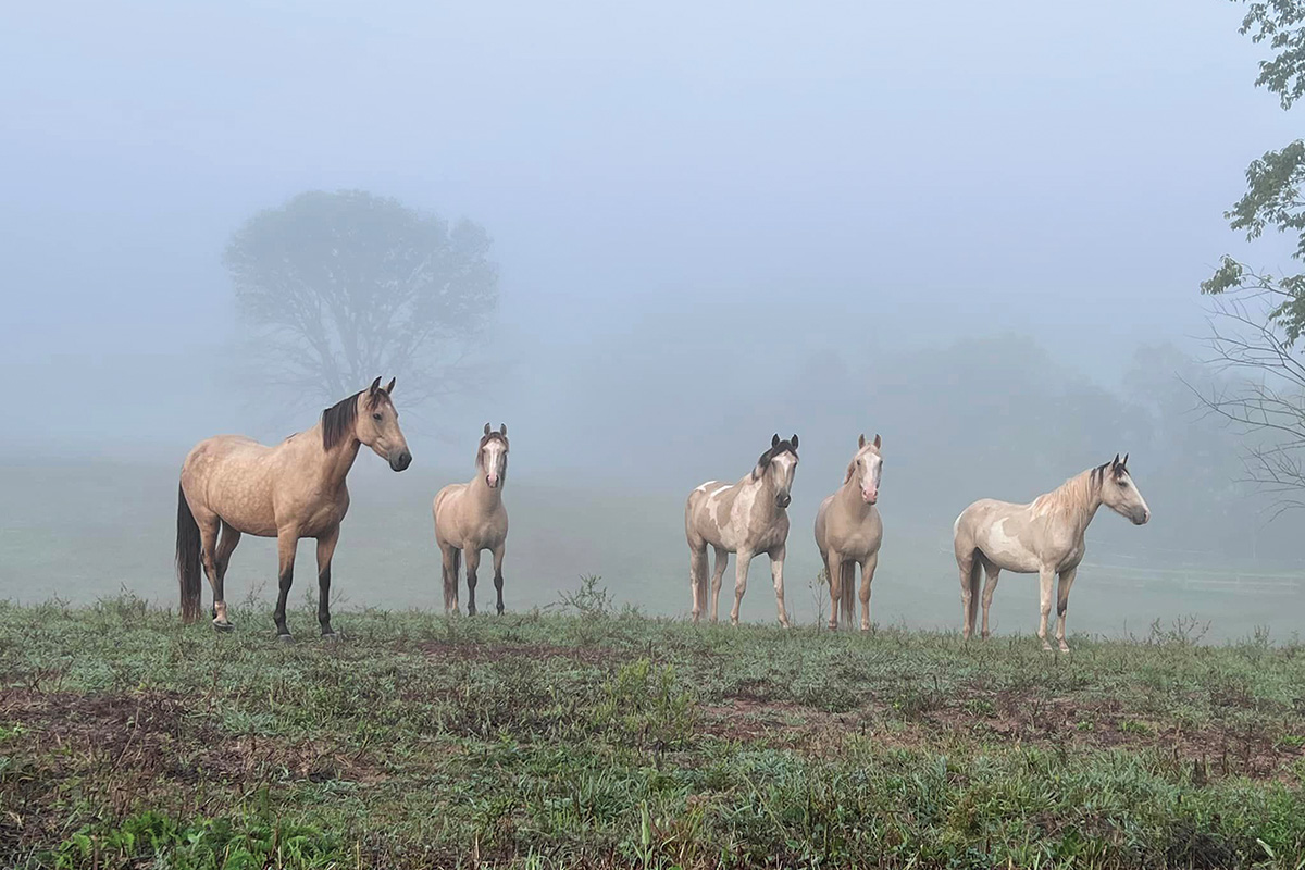 A herd of buckskin and palomino horses in the fog