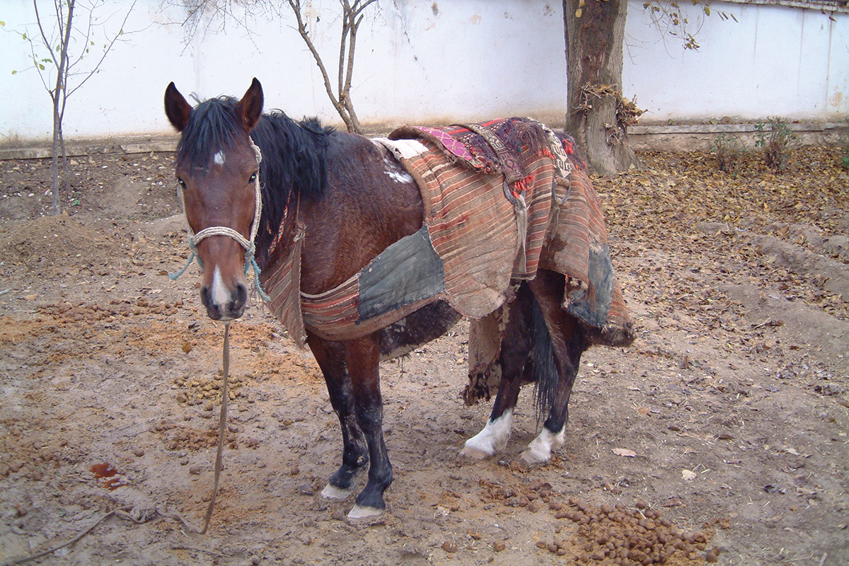 An Afghanisan horse in its blanket