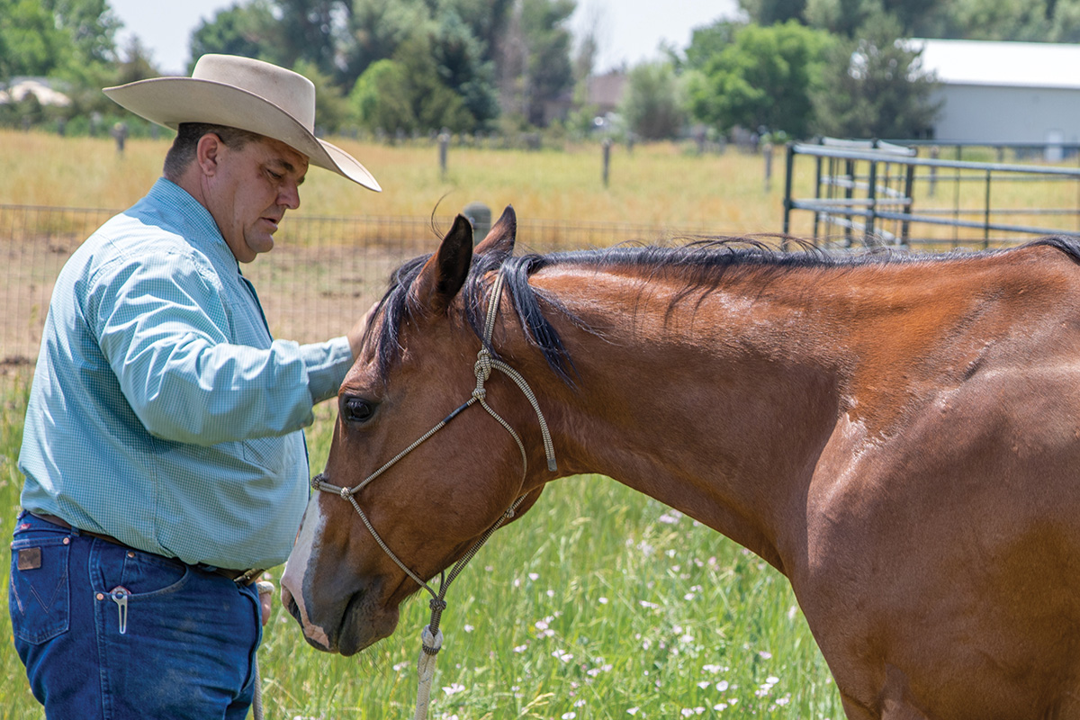 A man praises a horse by rubbing its face