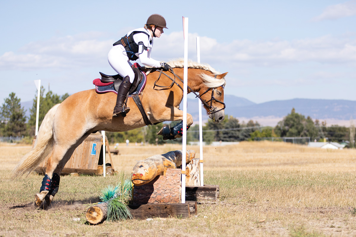 A Haflinger jumping on a cross-country horse.