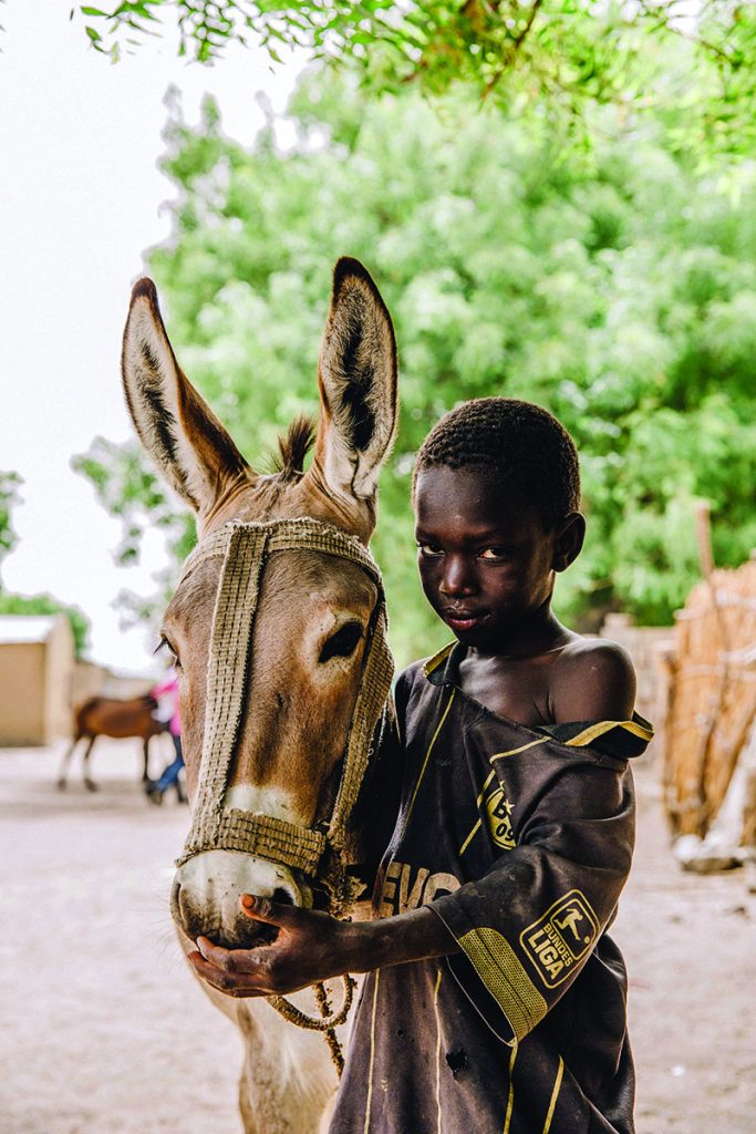 welfare for working horses