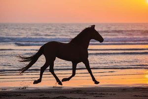 horses of Morocco