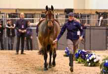 Jumper Inspection Opens the 2023 Omaha FEI World Cup Finals Hunter Holloway and Eastern Jam