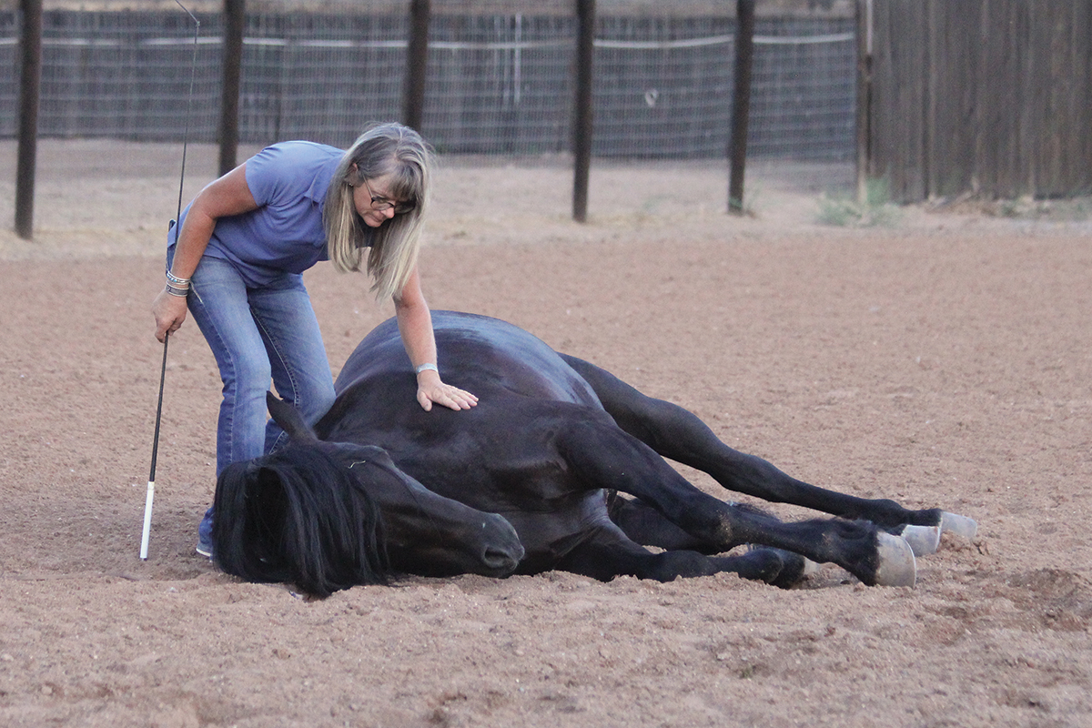 hollywood stunt horse trainer