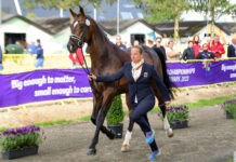 2022 FEI World Championships – Day 1 Herning World Championships Day 1