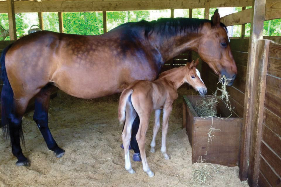 A mare and foal eating hay