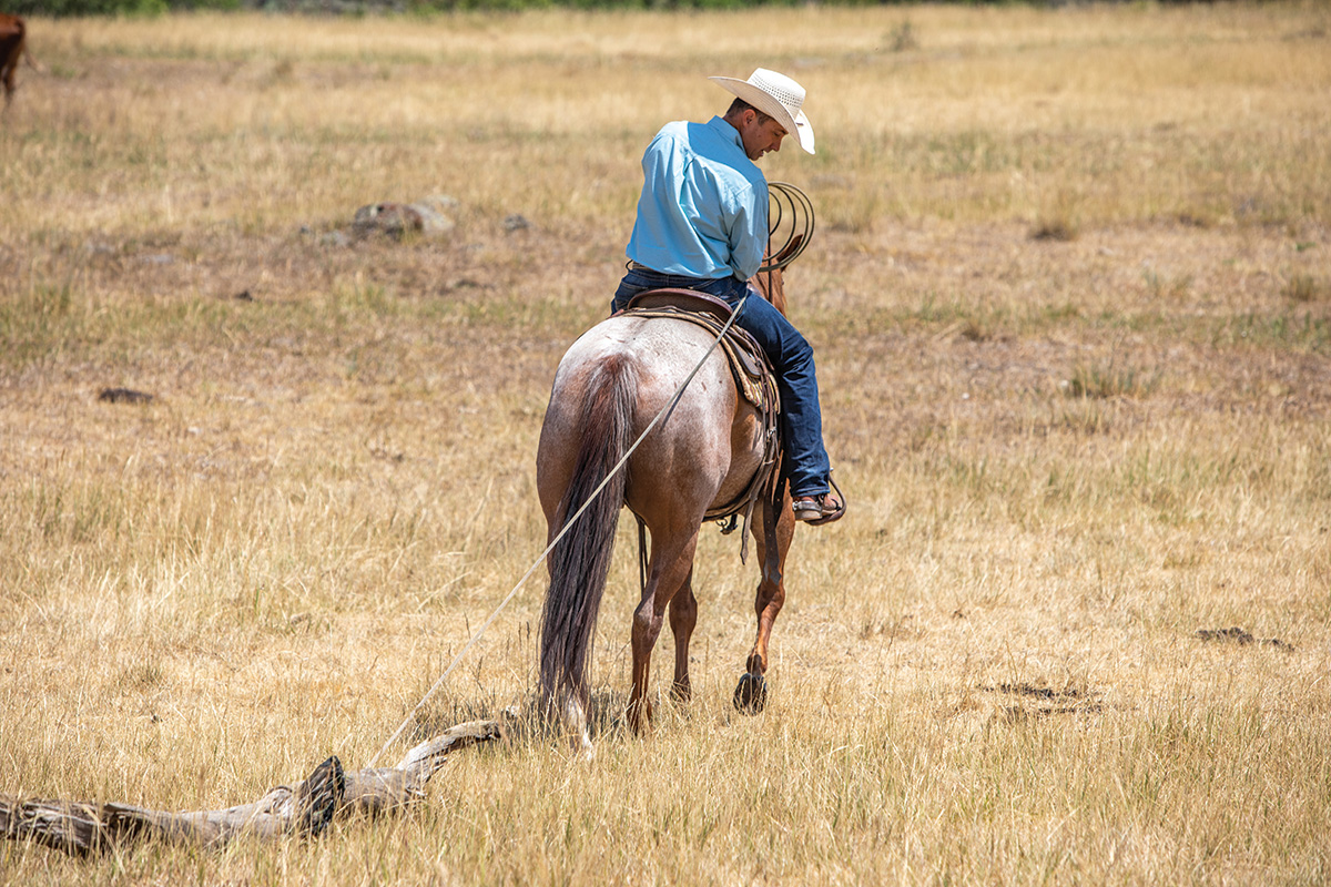 A horse pulls a log straight on