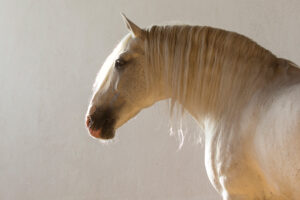 Breed Portrait: The Lusitano