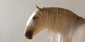 An artistic shot of a Lusitano horse