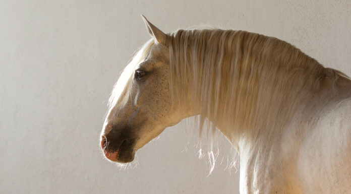 an artistic shot of a lusitano horse