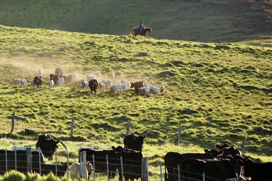A Hawaii ranch.