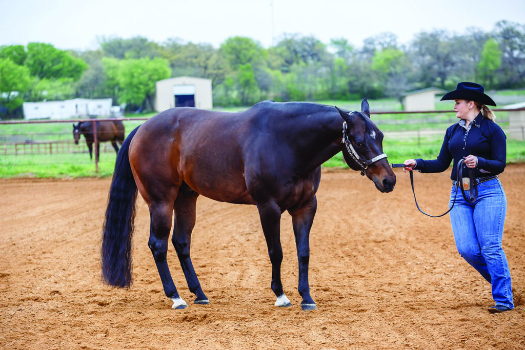 horse pivoting