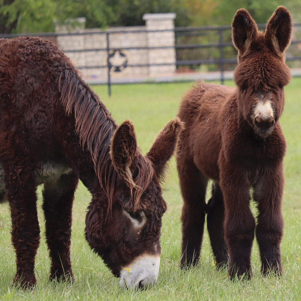 Two Poitou donkeys