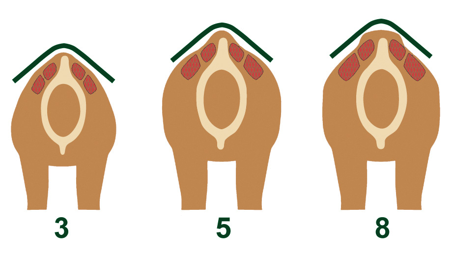 Graphic depicting how a horse's back changes at different ages, for use to determine saddle fitting
