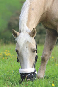 Shires Deluxe Comfort muzzle on a horse while grazing