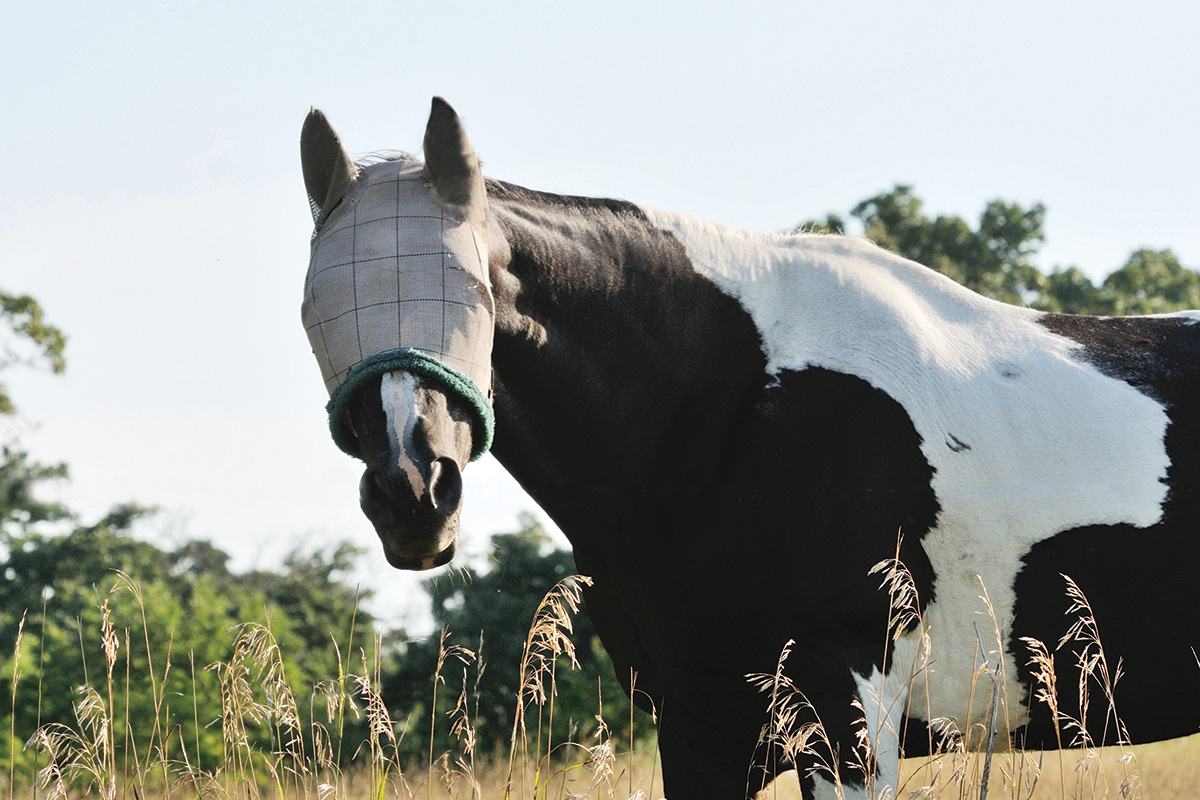 A fly mask on a pinto gelding.