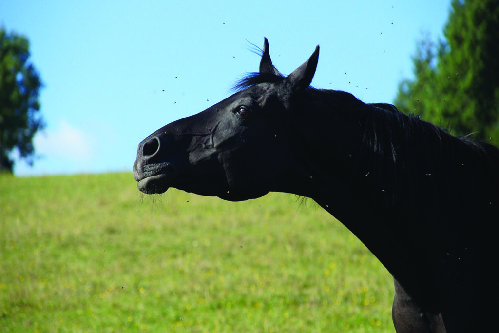 horse health in summer