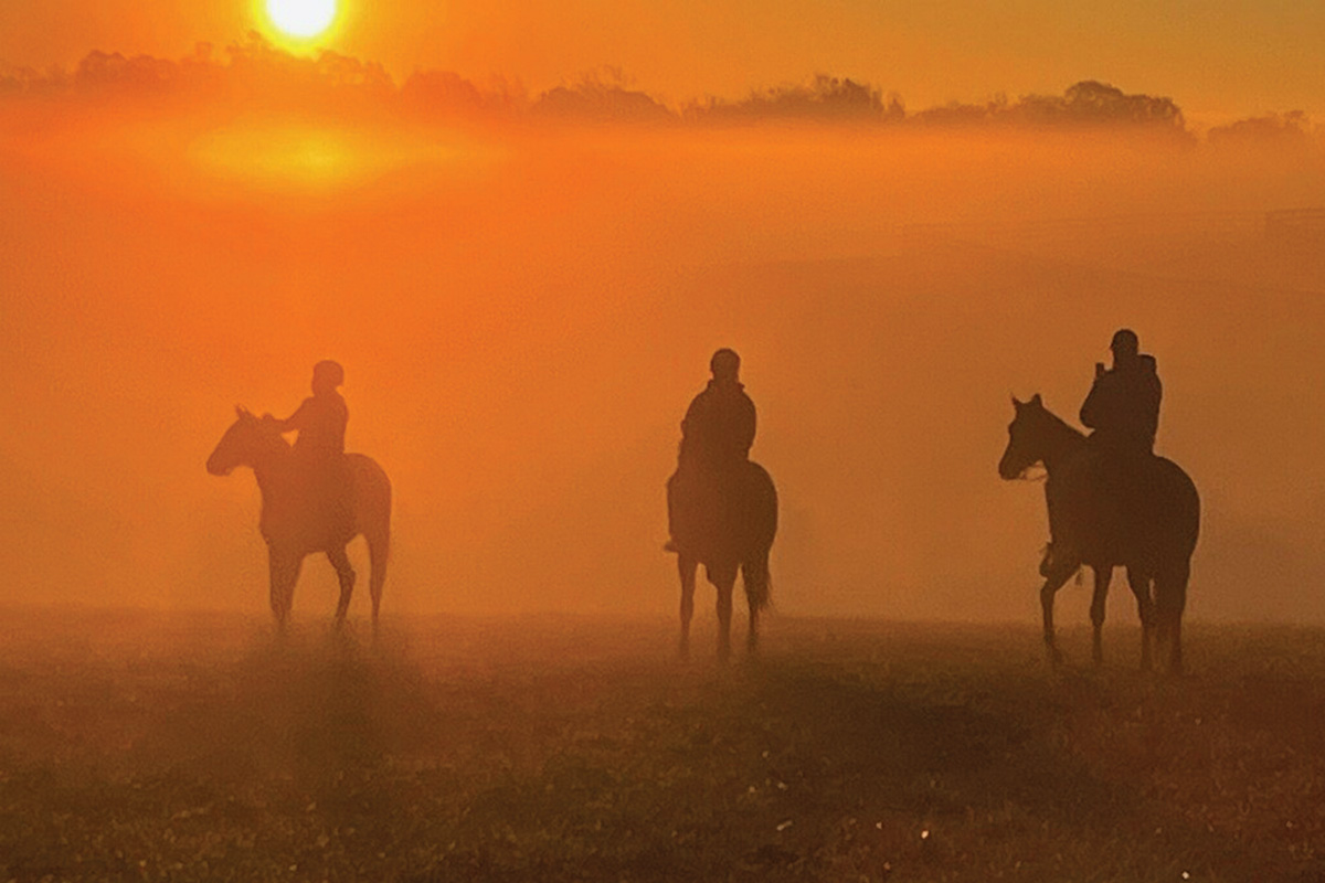 Horses at sunrise at the Taylor Made School of Horsemanship