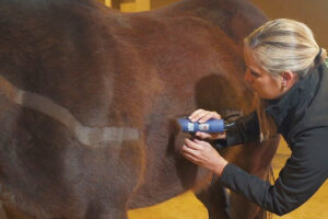 A girl grooms her horse in the winter