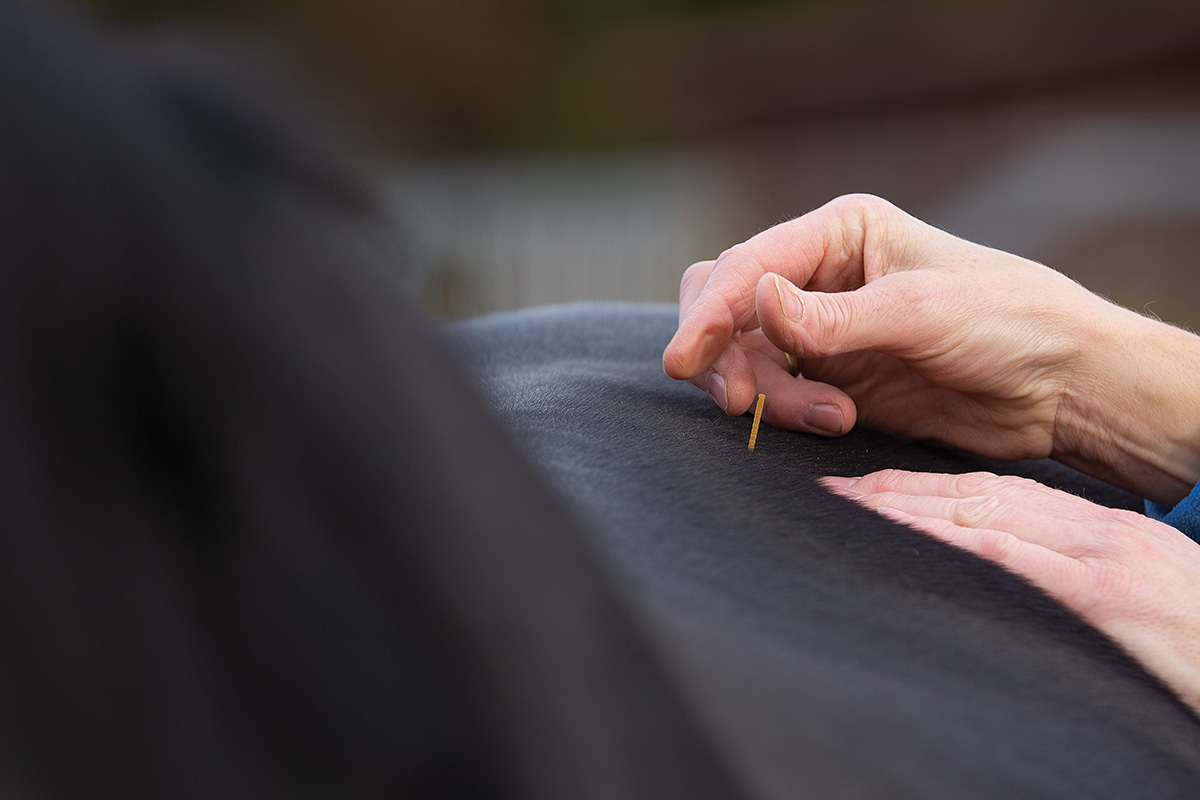 Acupuncture being performed on a horse