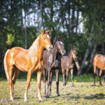 Using Animal Communication for a Deeper Connection with Your Horse A herd of yearlings.