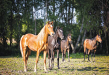 A herd of yearlings.