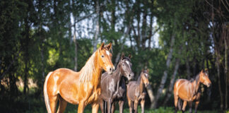 A herd of yearlings.
