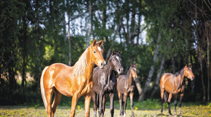 A herd of yearlings.