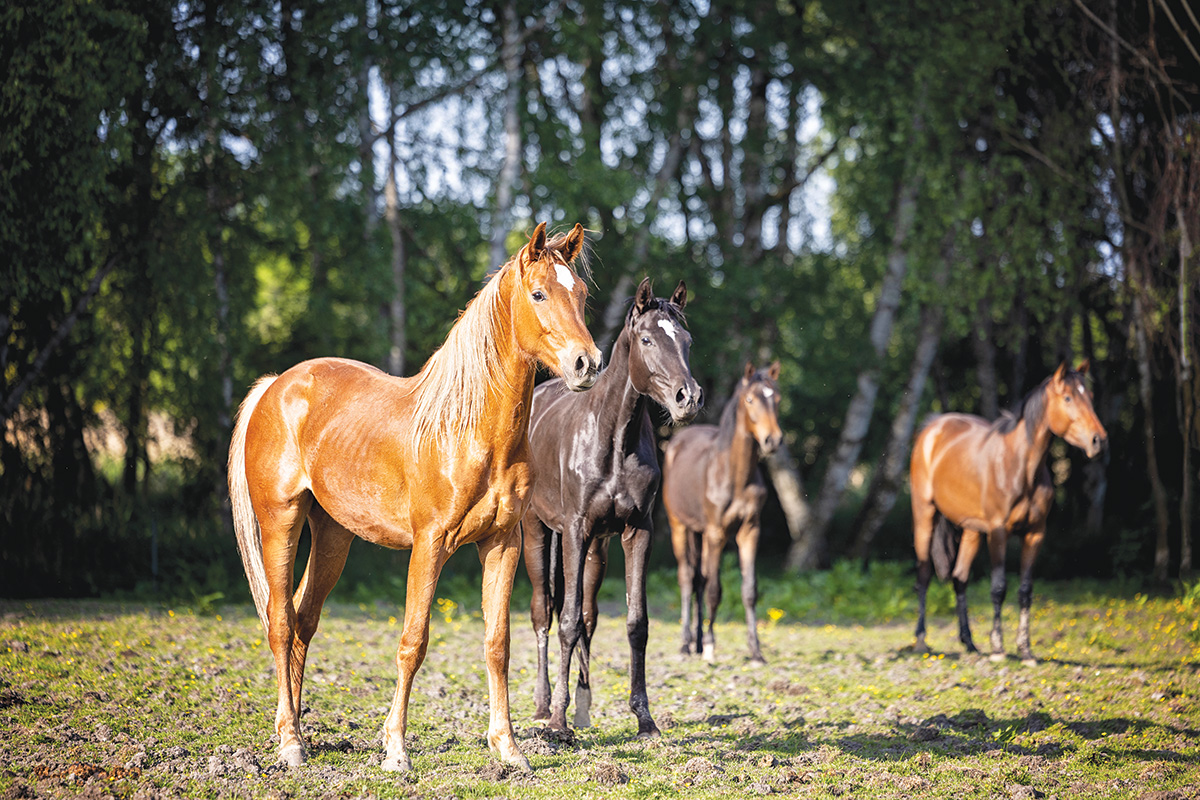 A herd of yearlings.