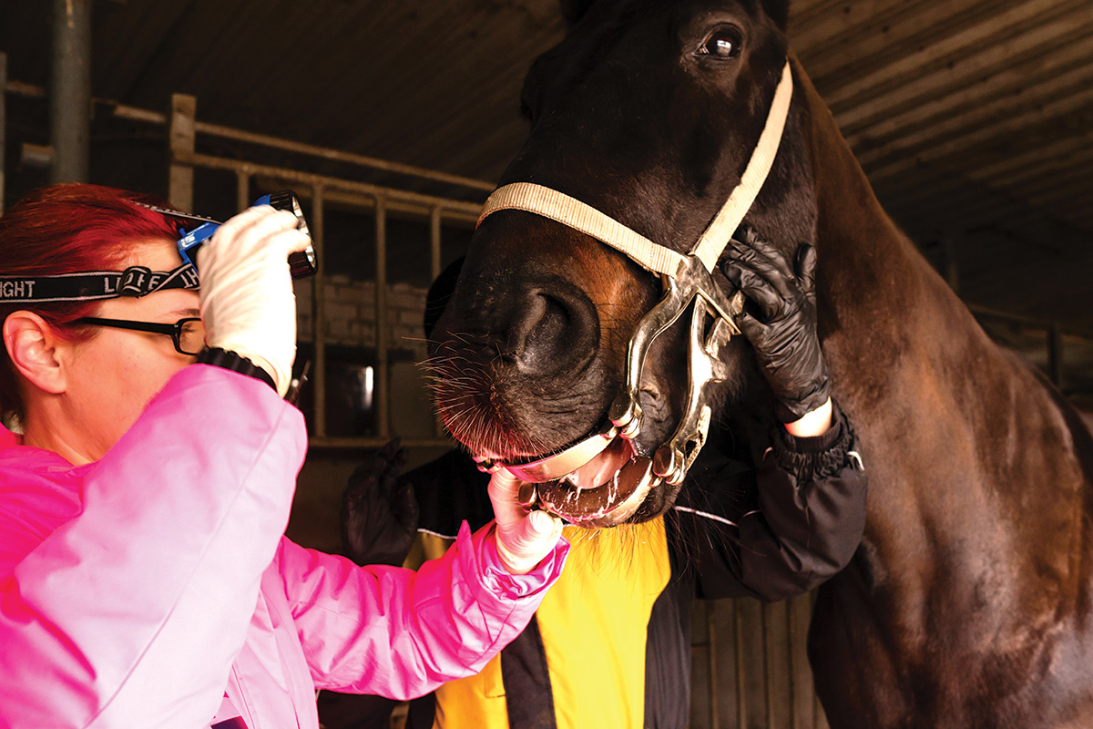 Dental work being performed on a horse.