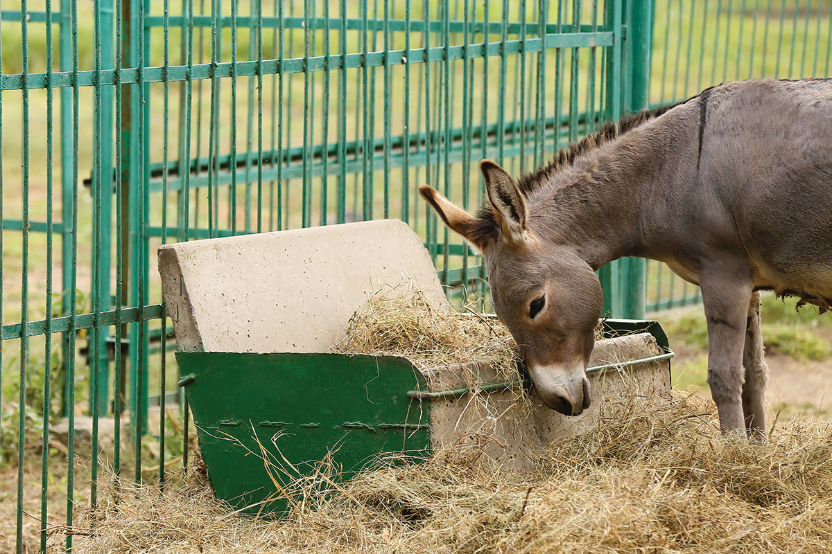 A donkey eating hay. An important part of donkey care is feeding 2 percent of bodyweight per day in hay.