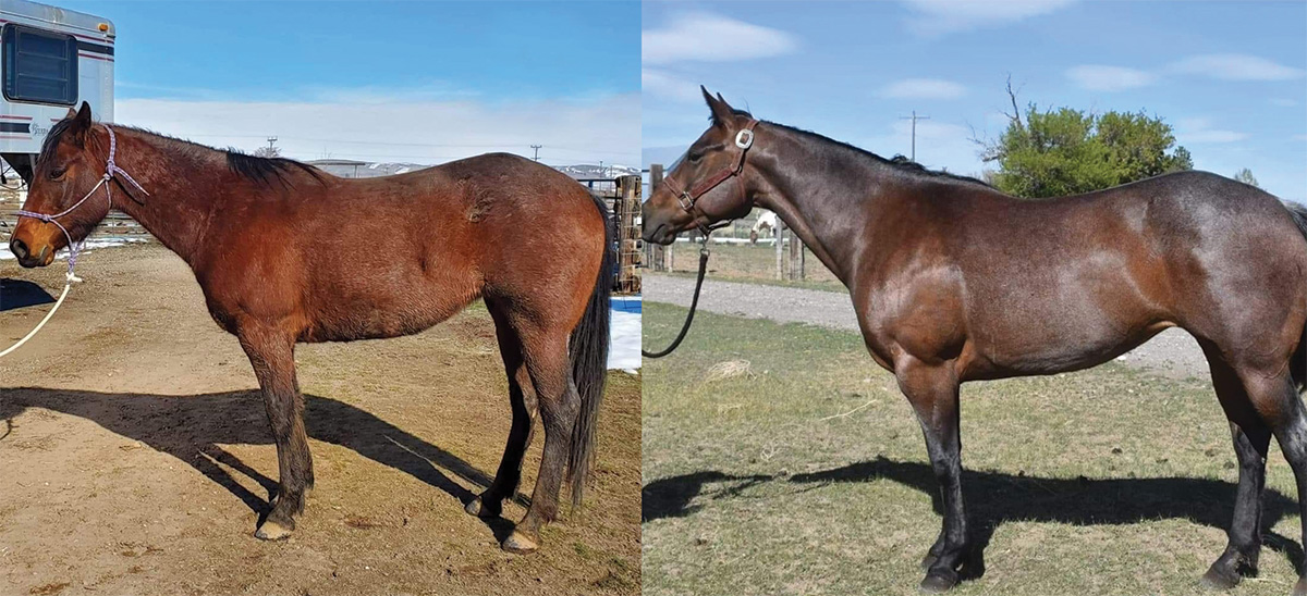 Before and after photos of a horse on the Remount supplement.
