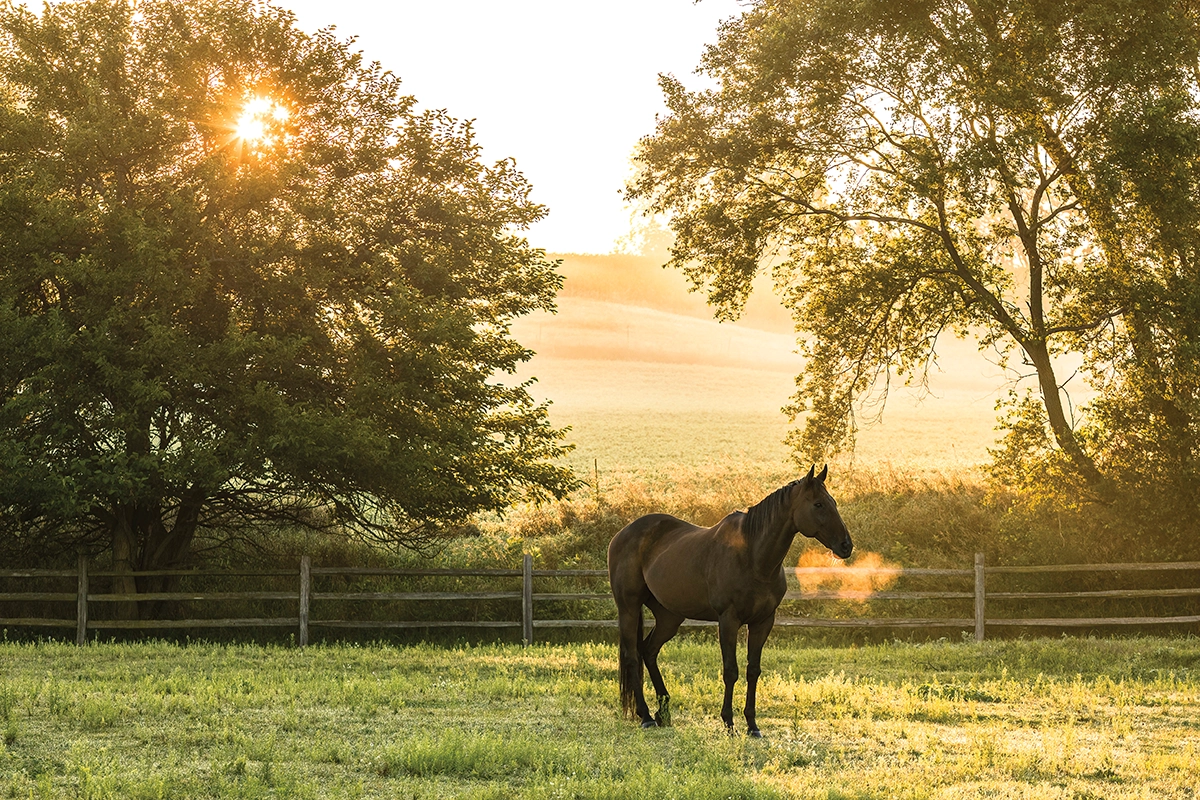 A horse in the pasture in the morning.