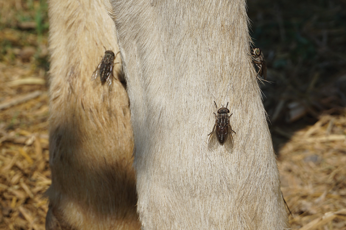 Flies on a horse's legs