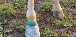 A horse's hoof wrapped for treatment of an abscess.