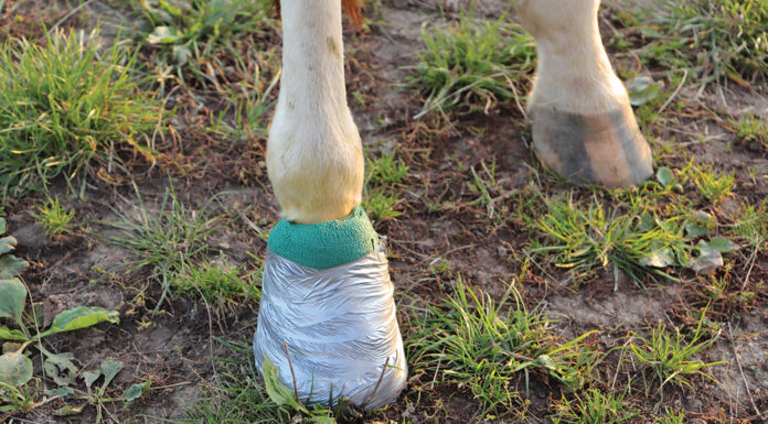 A horse's hoof wrapped for treatment of an abscess.