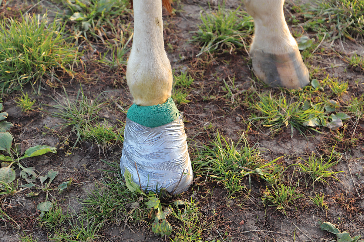 A horse's hoof wrapped for treatment of an abscess.