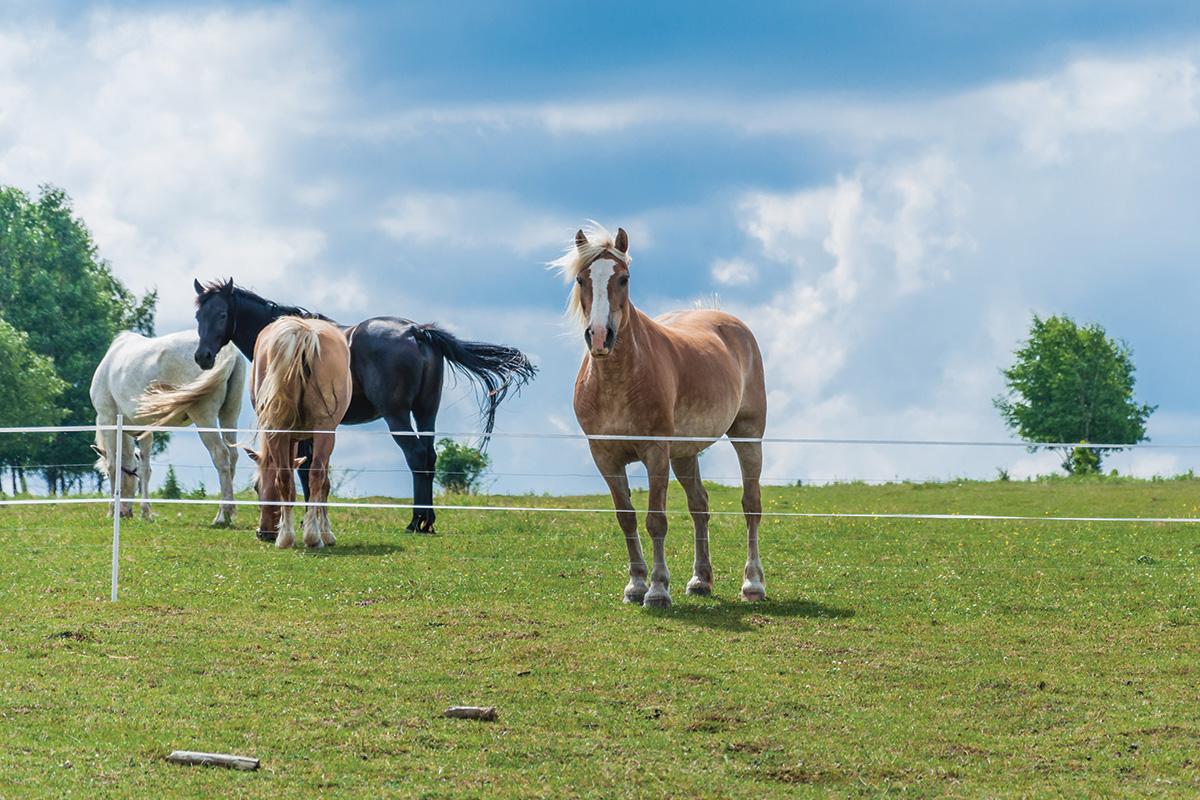 Equines in a field together