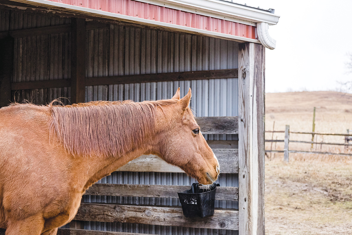 A healthy horse with access to shelter that is not in dire need of blanketing.