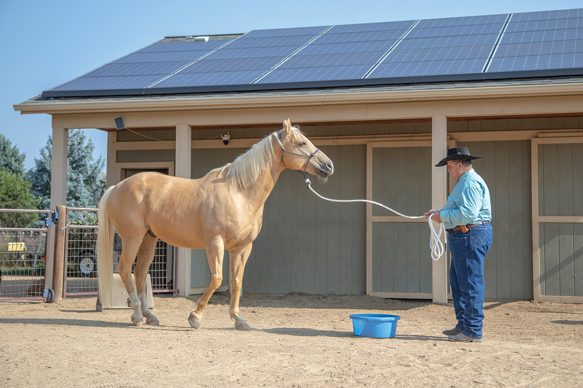 Mike Brashear working with a palomino.