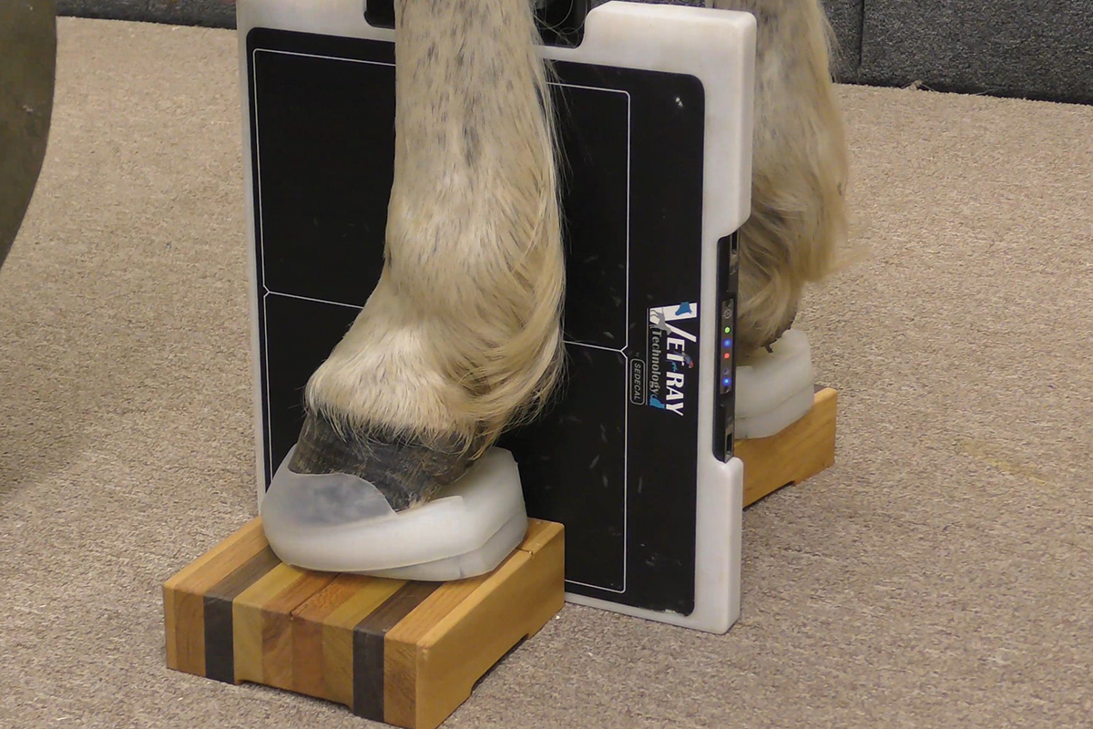 A NANRIC Ultimate cuff applied to the hoof of a horse with founder while an X-ray is performed