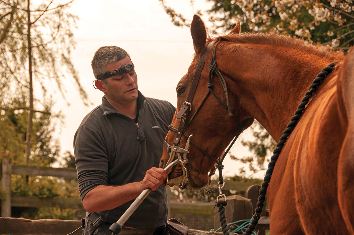 An equine dentist working on a horse. Dental exams are important for horse health.